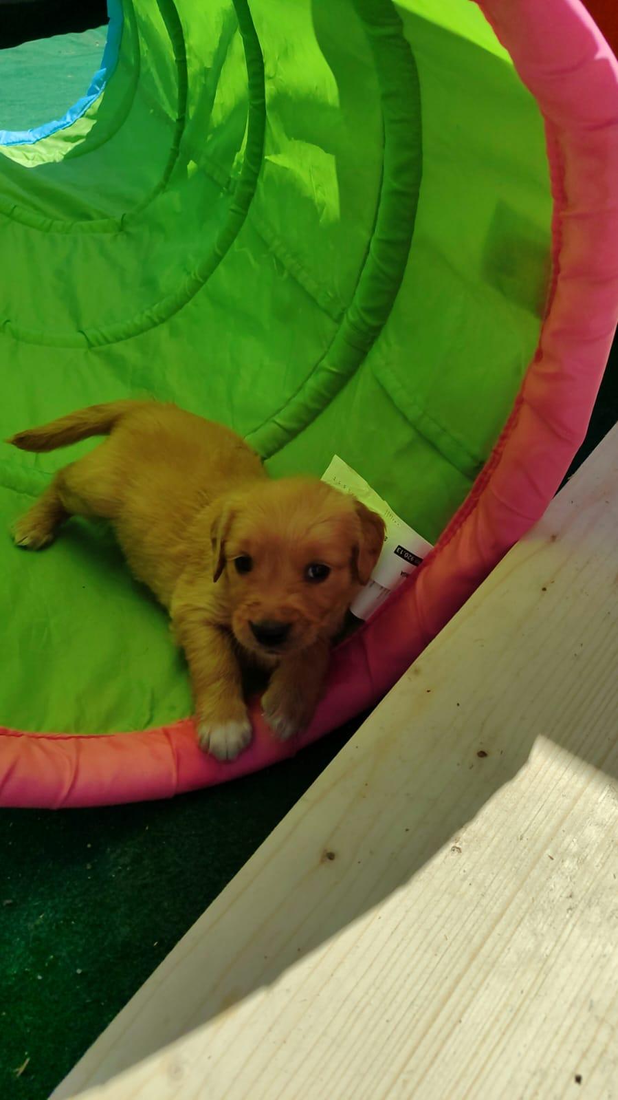 Golden Retriever Welpen