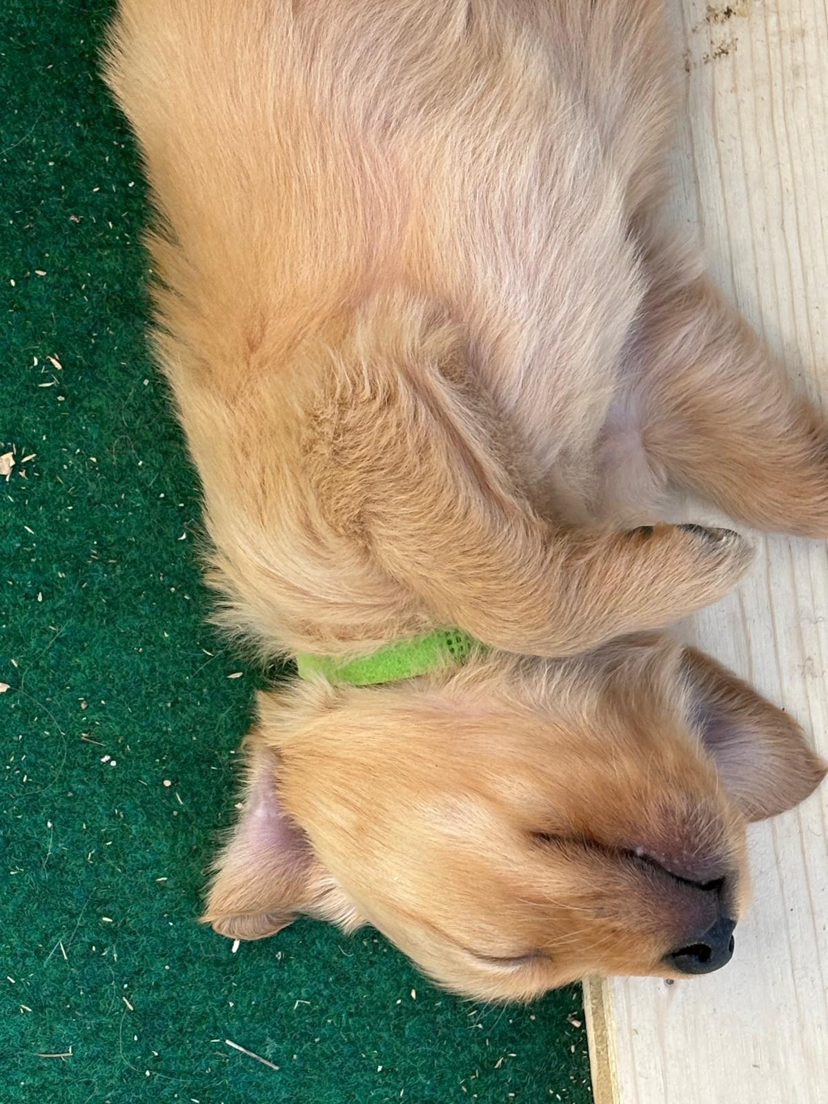 Golden Retriever Welpen