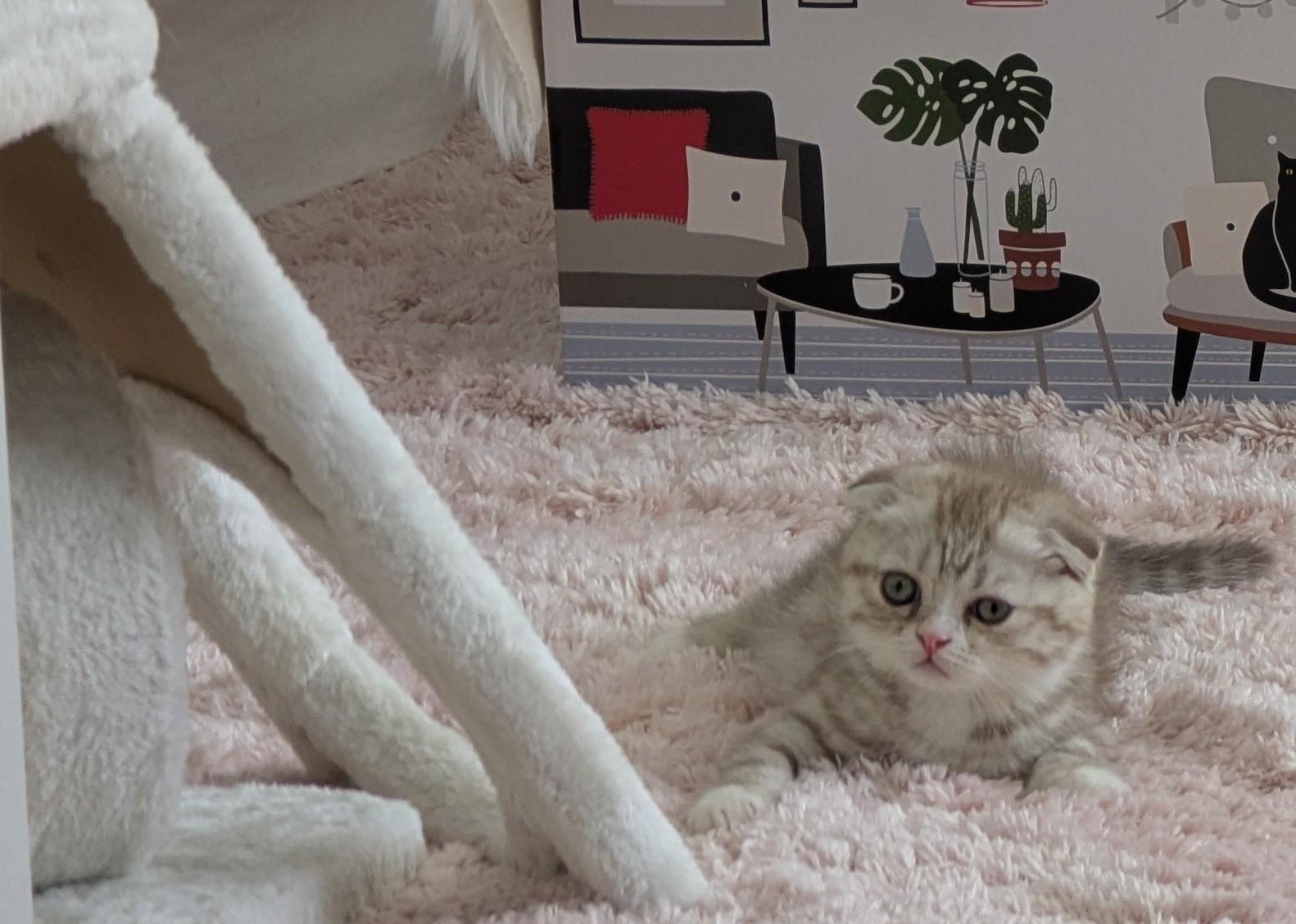 Kitten Kater