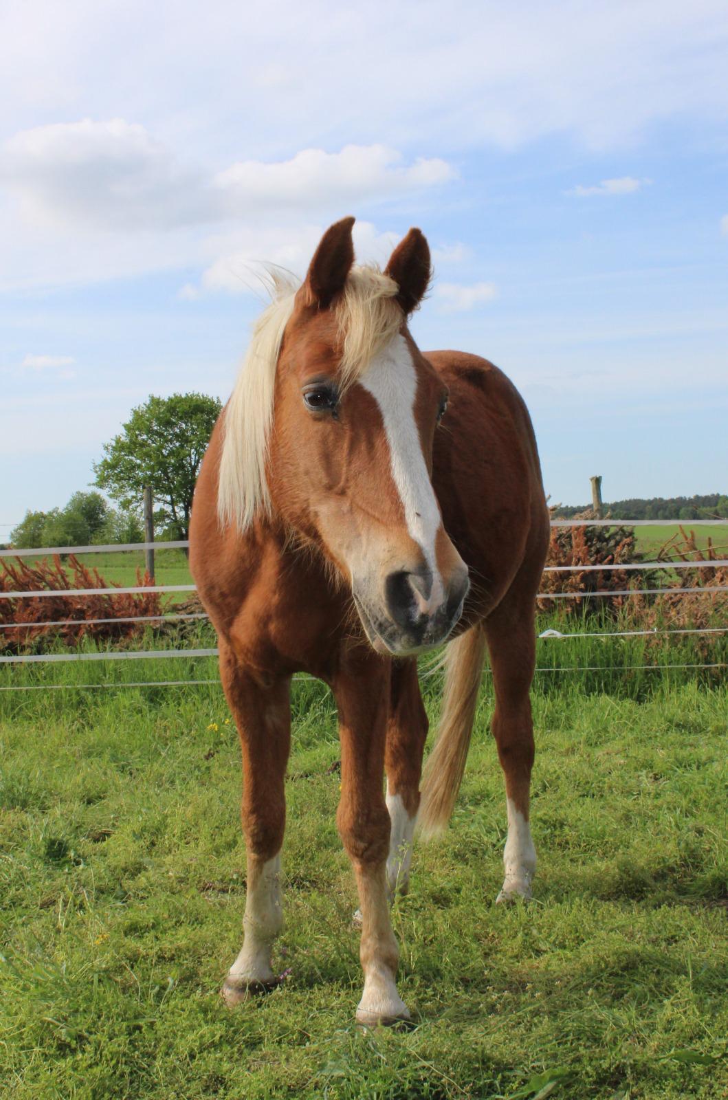 Wallach mit Handicap sucht neue Bleibe