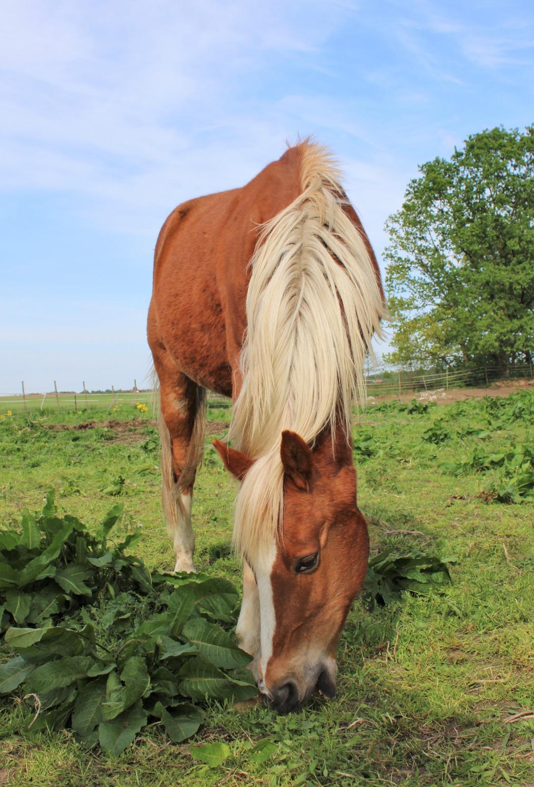 Wallach mit Handicap sucht neue Bleibe