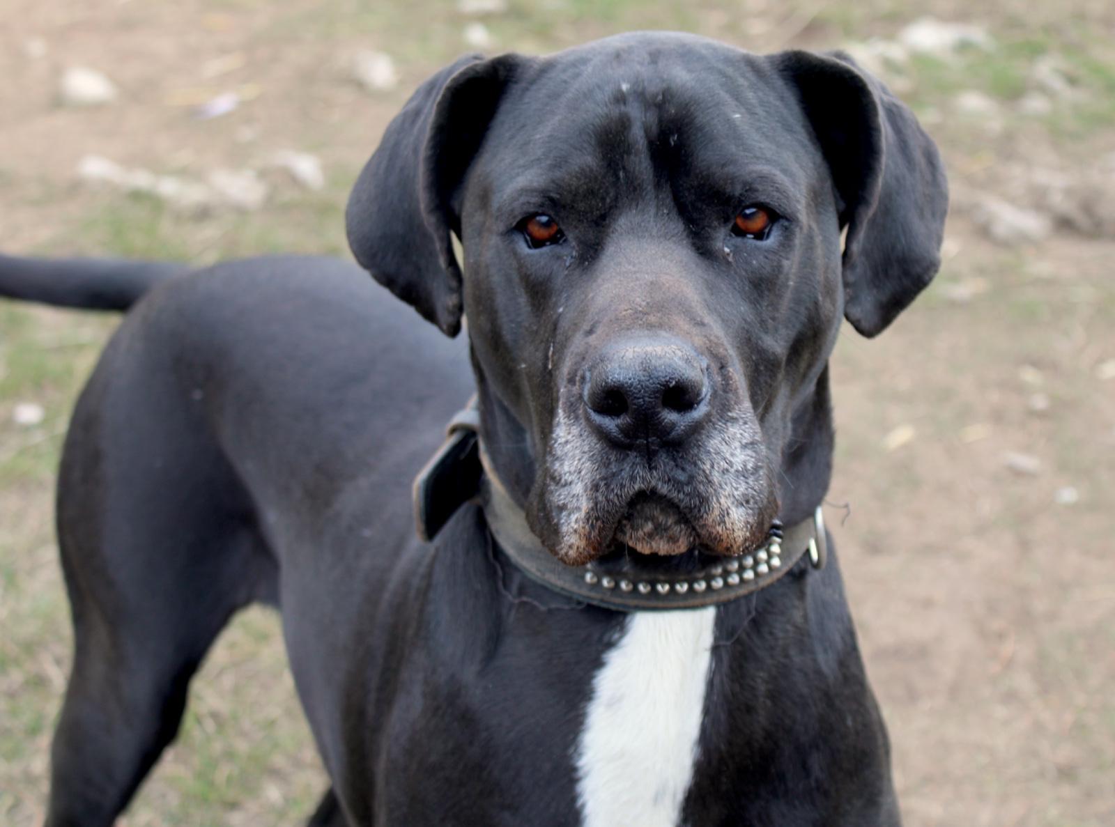 Zarte Dogge sucht neues Zuhause