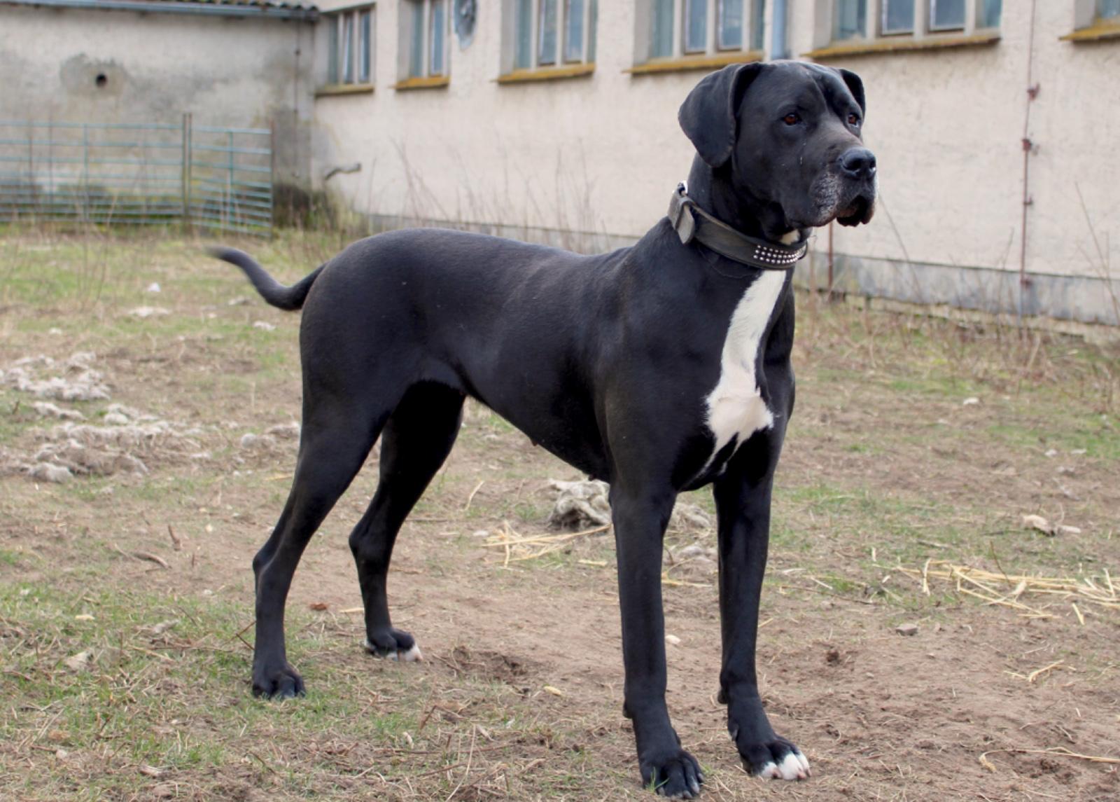 Zarte Dogge sucht neues Zuhause