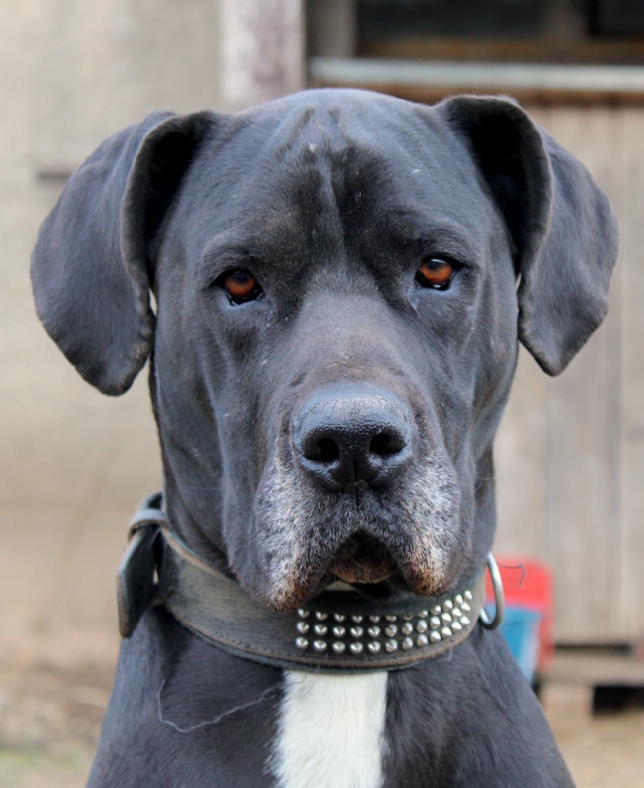 Zarte Dogge sucht neues Zuhause