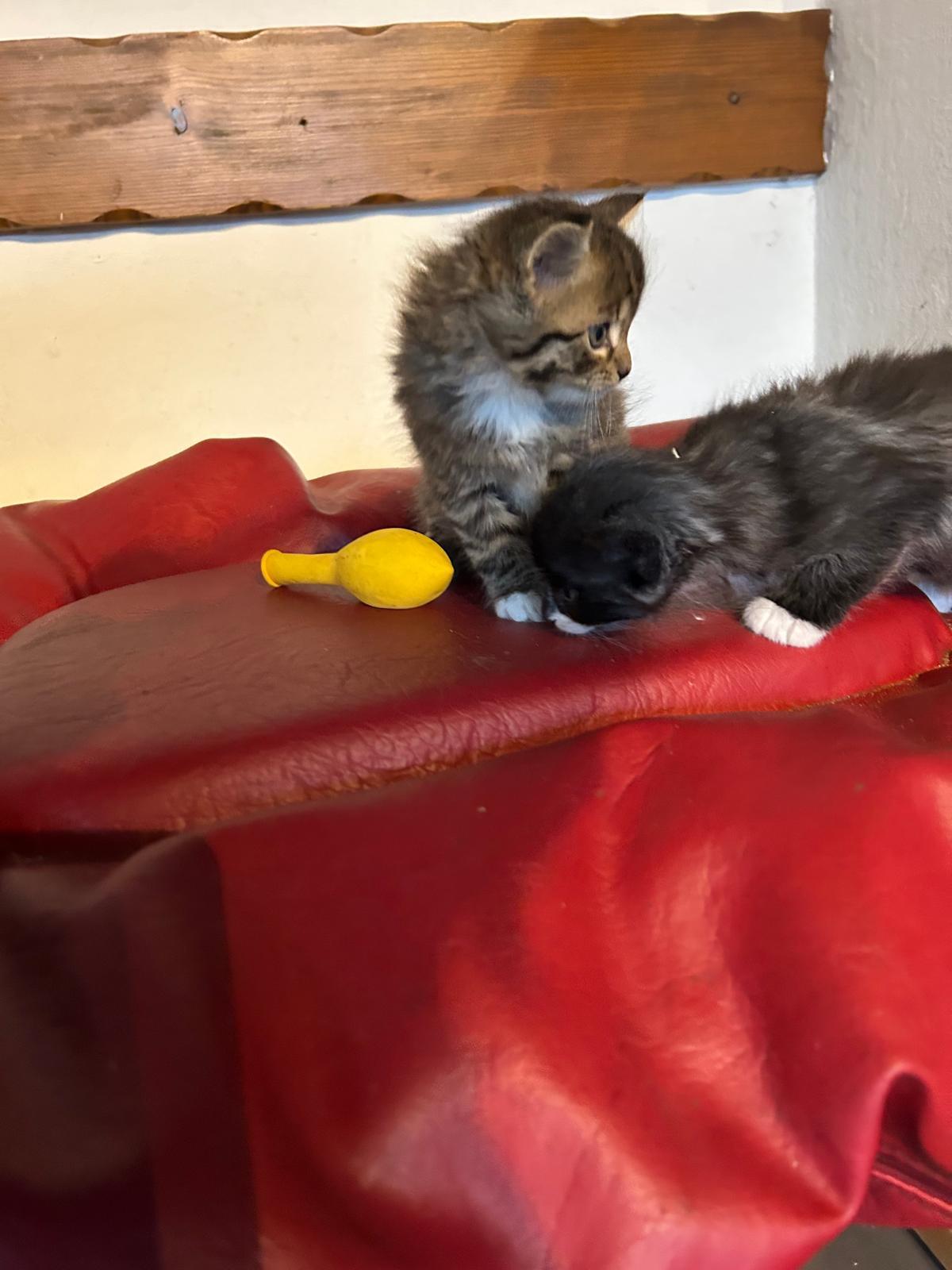 Zauberhafte Main-Coon (Glückskätzchen 3-farbig) 