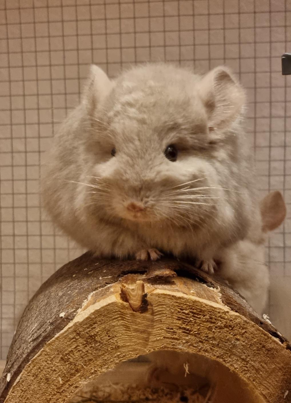 Zwei Chinchilla Böckchen (Royal Persian Angora) m