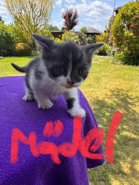 2 Zuckersüße Maikätzchen