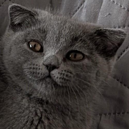 Scottish fold kitten abholbereit