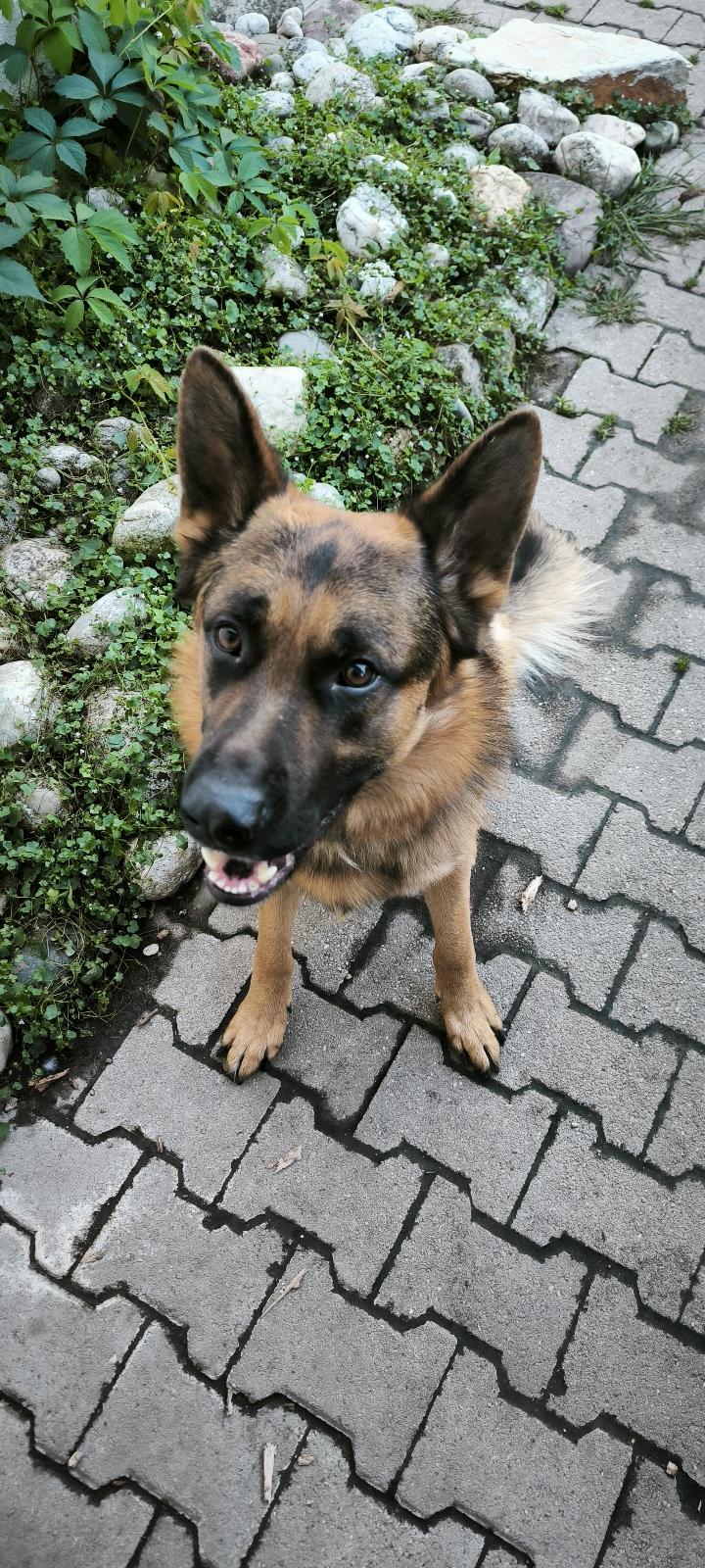 3 jähriger Schäferhund sucht neues zu Hause