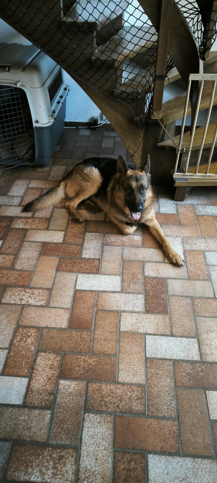 3 jähriger Schäferhund sucht neues zu Hause