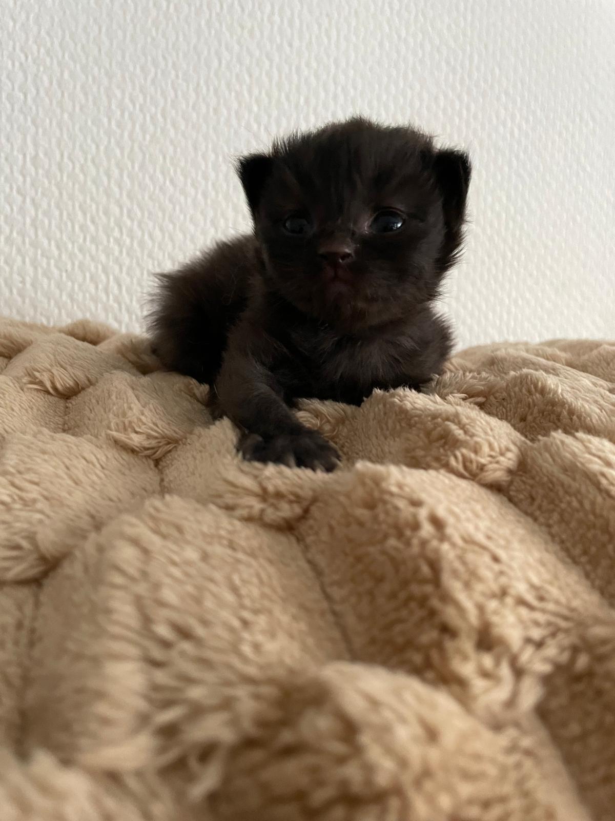 4 Kitten suchen ein neues Zuhause