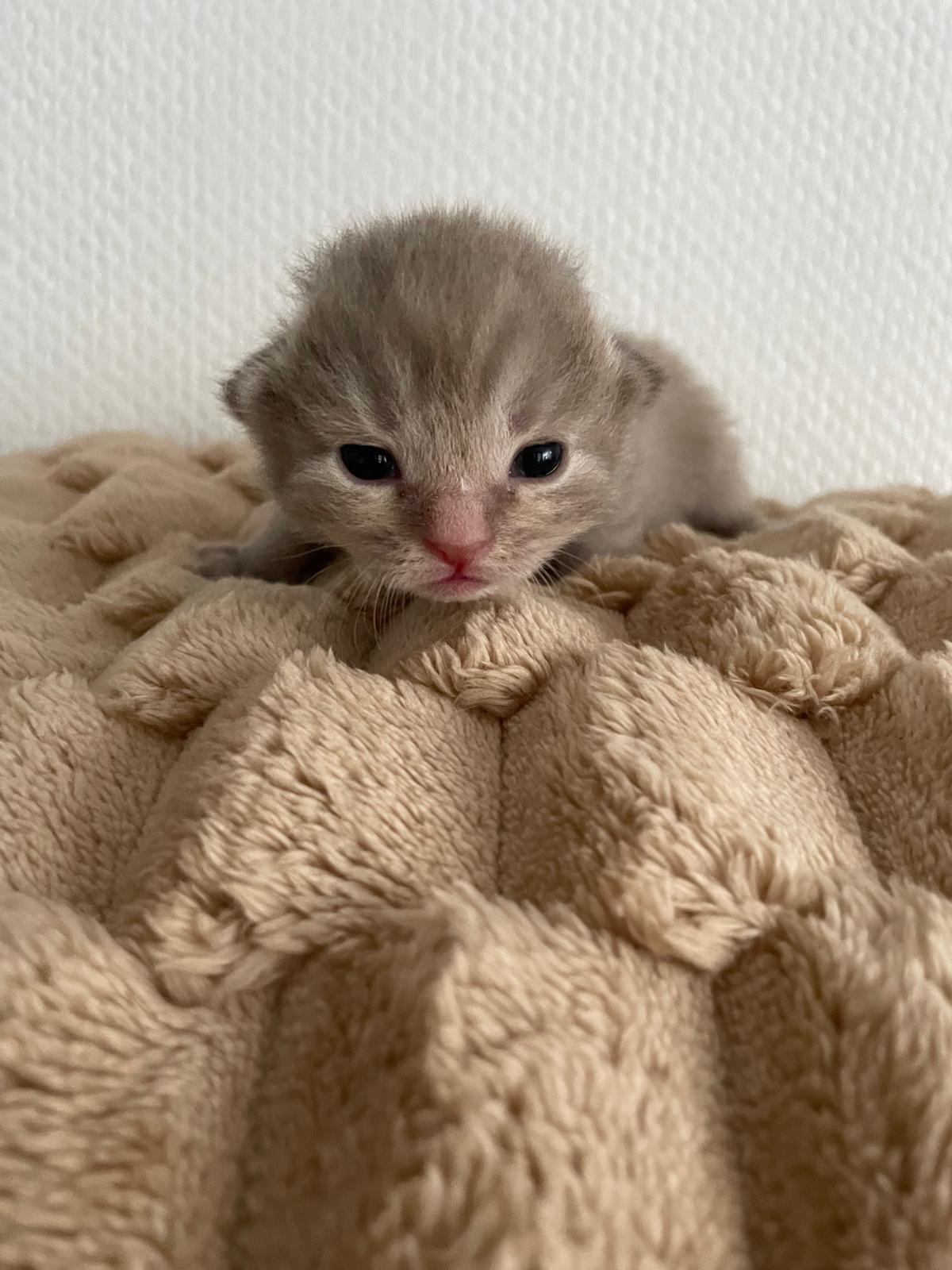 4 Kitten suchen ein neues Zuhause