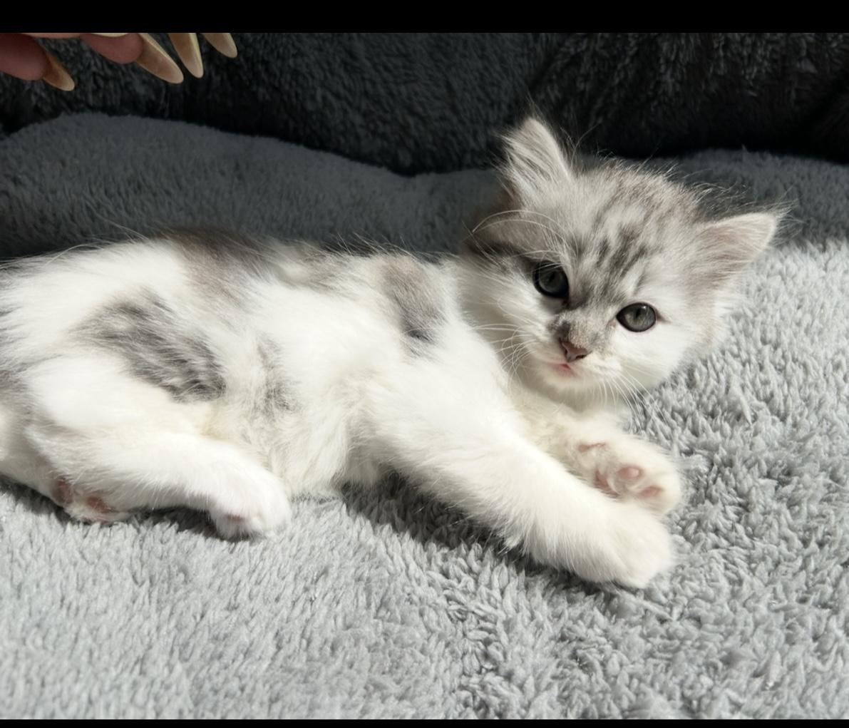 🐾 Süße Kätzchen zu verkaufen 🐾