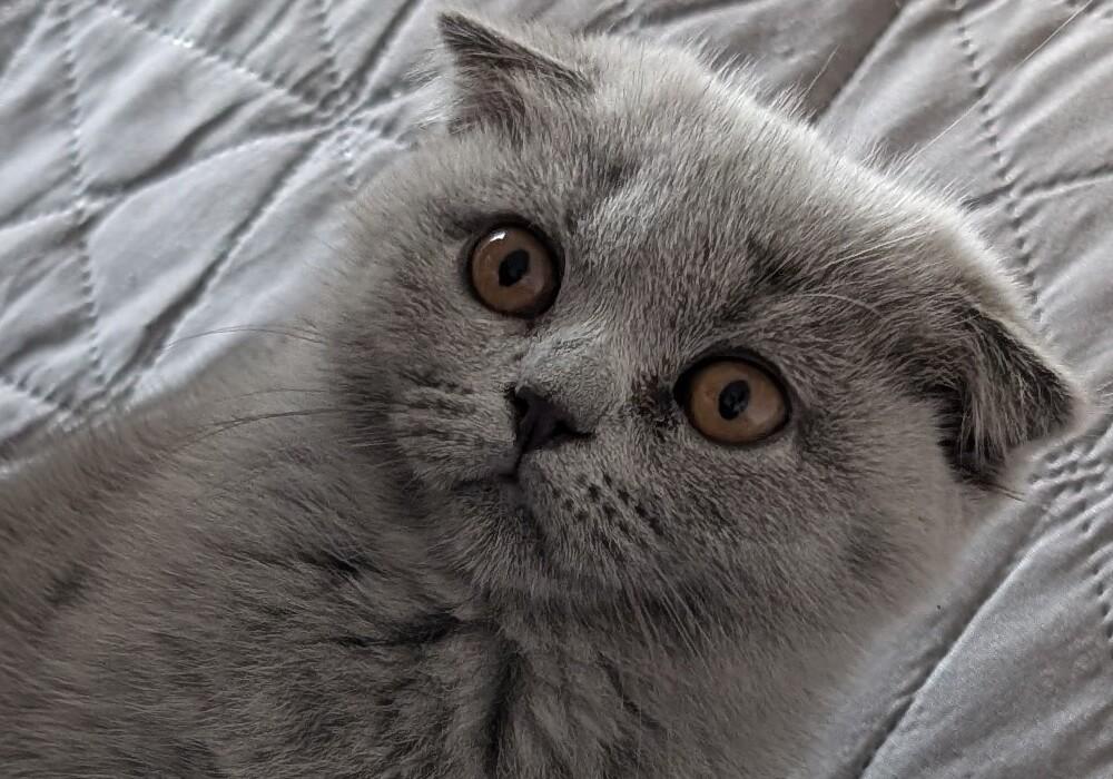 Scottish fold kitten abholbereit
