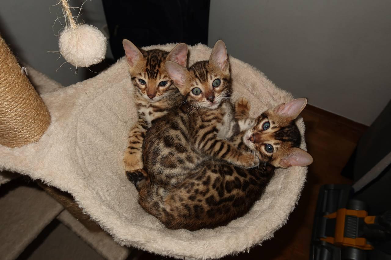 Bengal Kitten Babykätzchen
