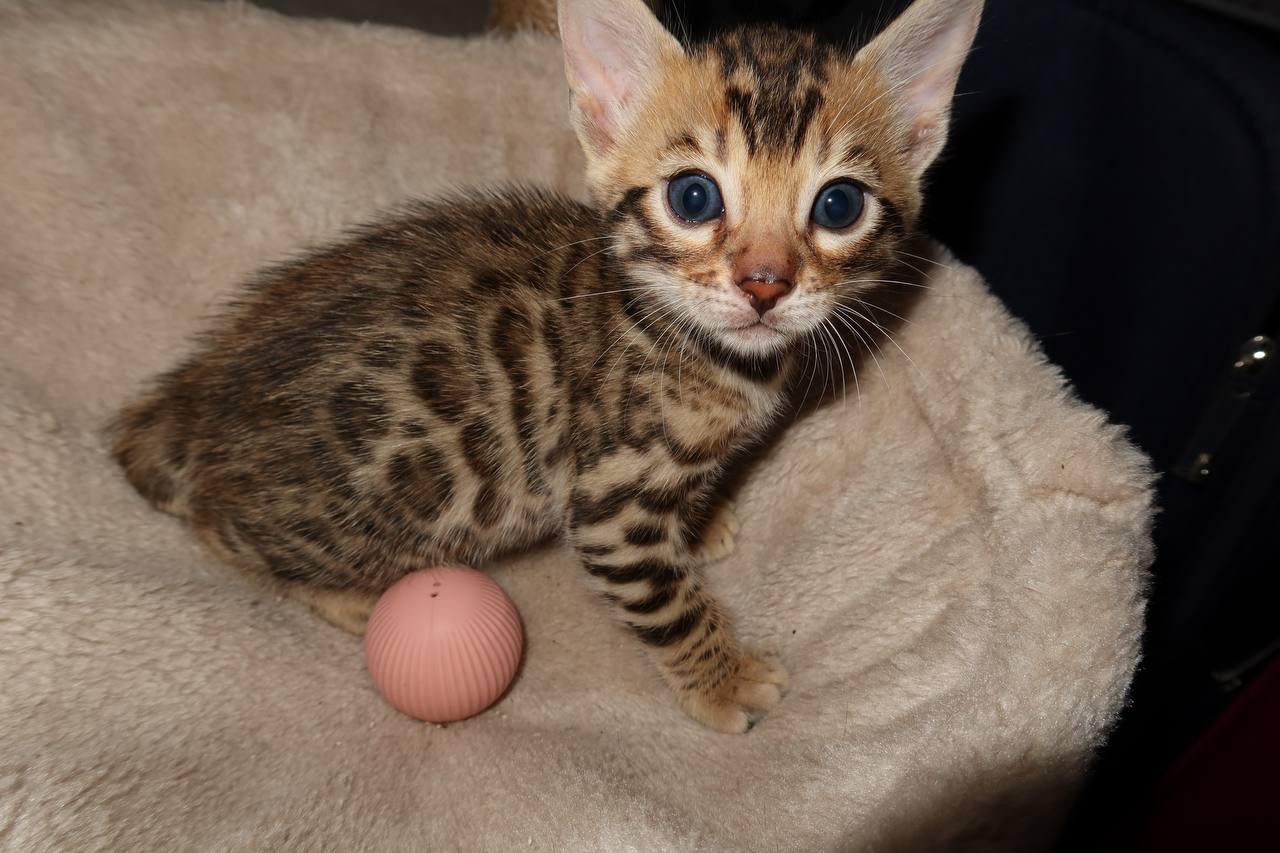 Bengal Kitten Babykätzchen
