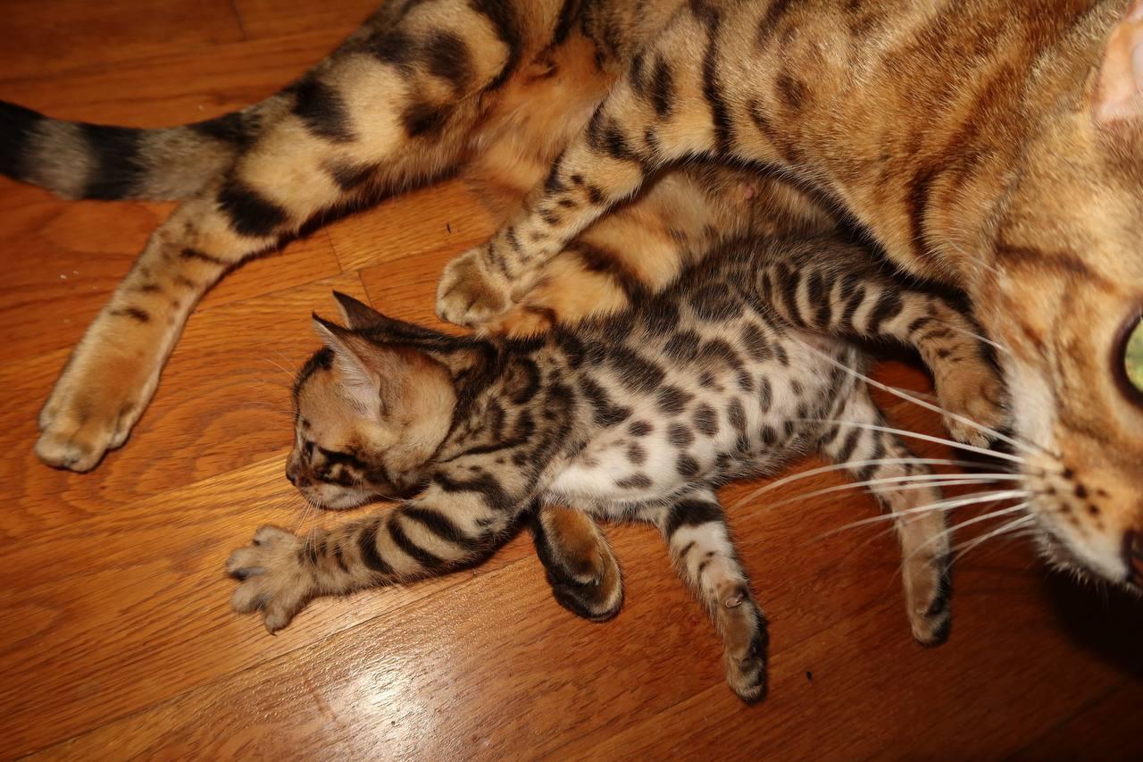 Bengal Kitten Babykätzchen