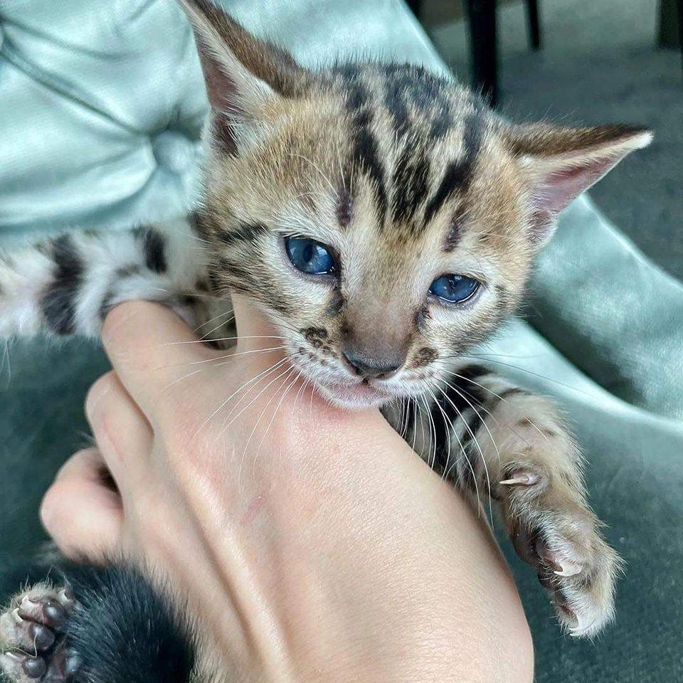 Bengalkatzen mit Stammbaum