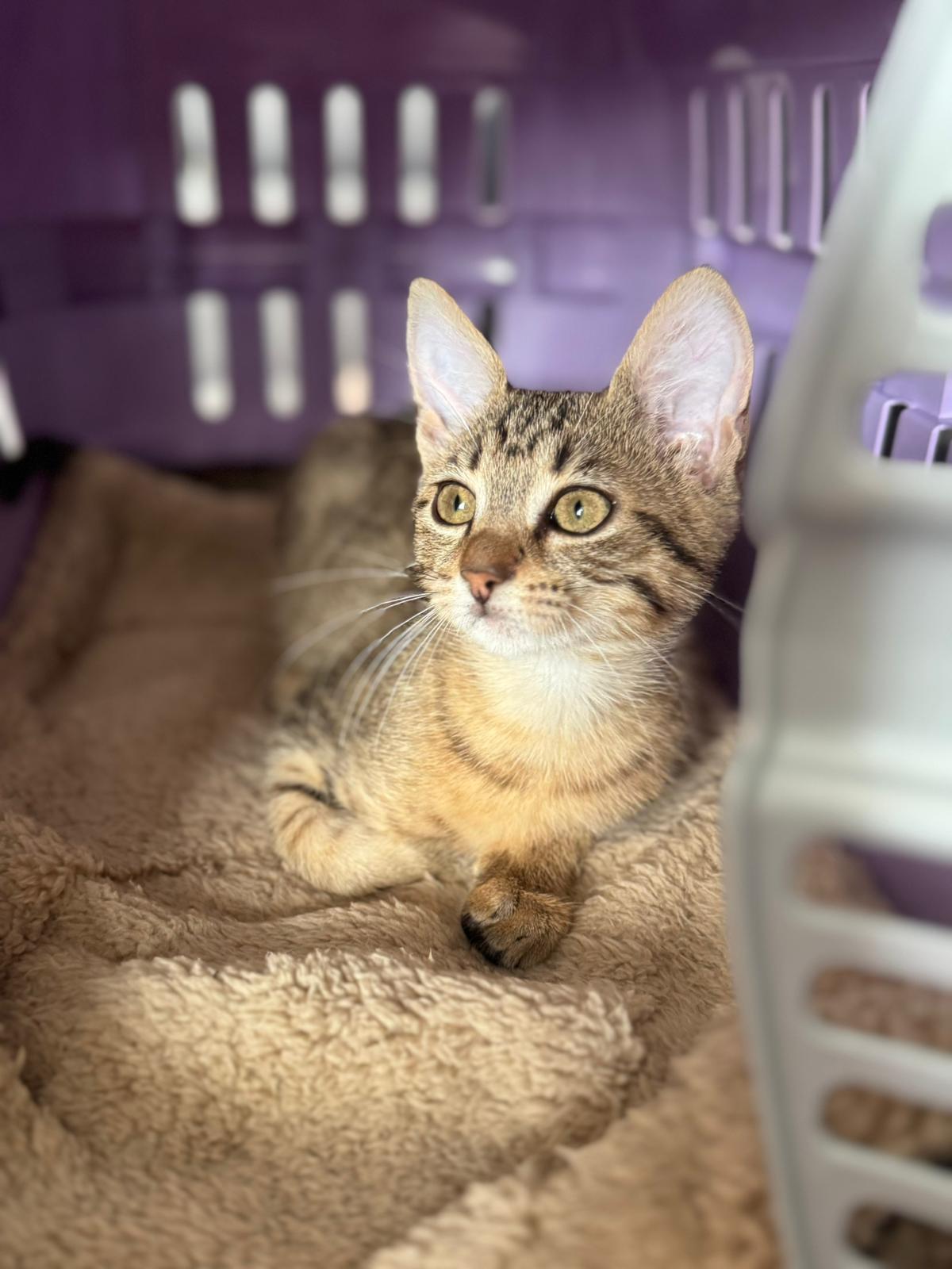 Bengalkitten babykatze bengal
