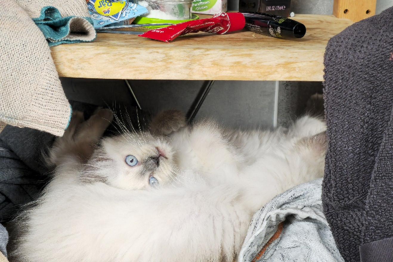 Birmakitten, Birmakätzchen, Birma, Kater, Kitten,