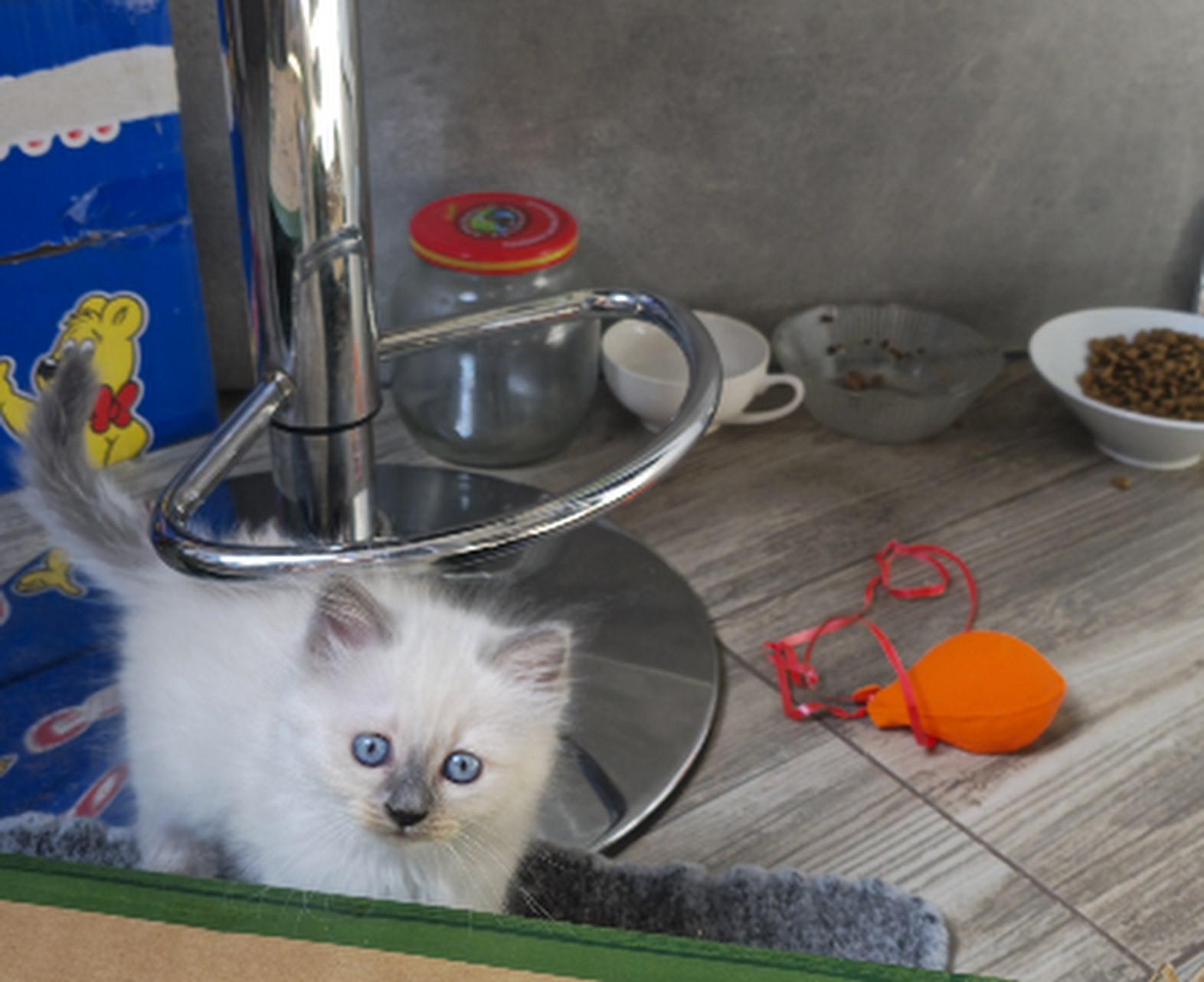 Birmakitten, Birmakätzchen, Birma, Kater, Kitten,