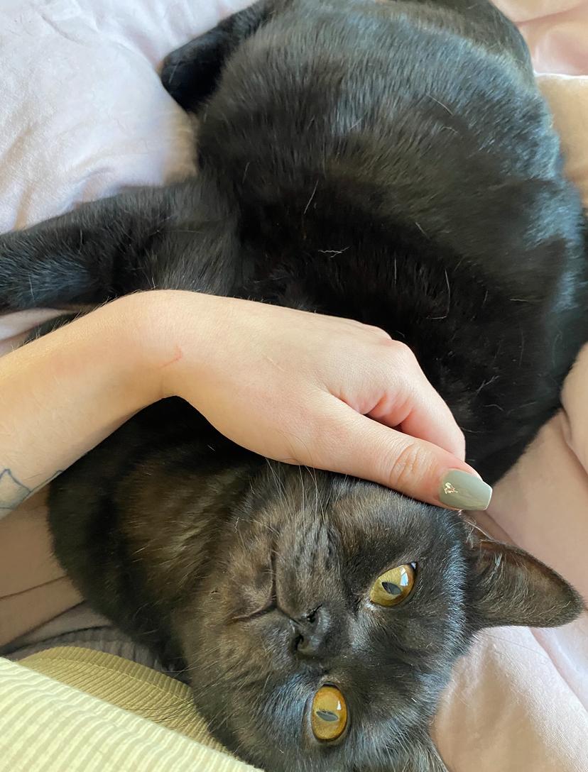 BKH Kater (1,5 Jahre) sucht dringend Zuhause