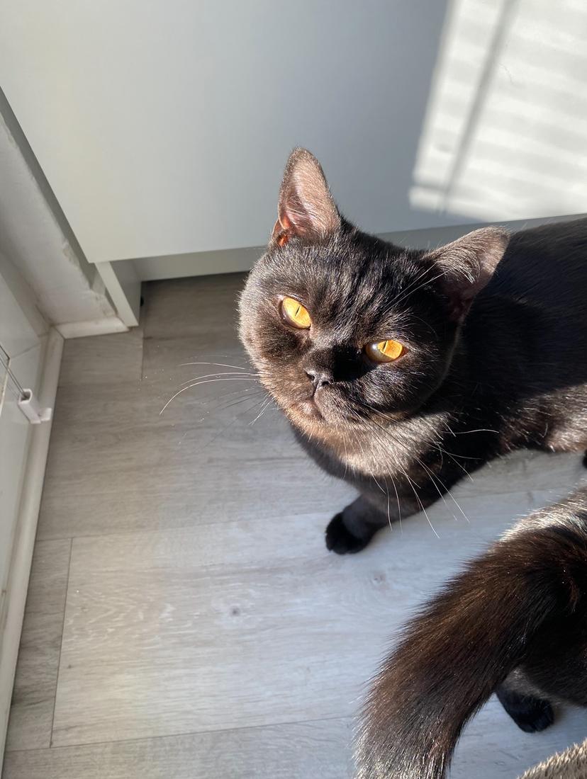 BKH Kater (1,5 Jahre) sucht dringend Zuhause