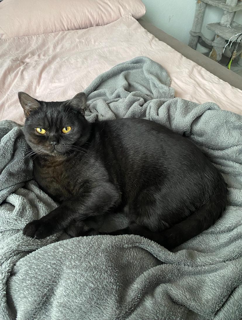 BKH Kater (1,5 Jahre) sucht dringend Zuhause