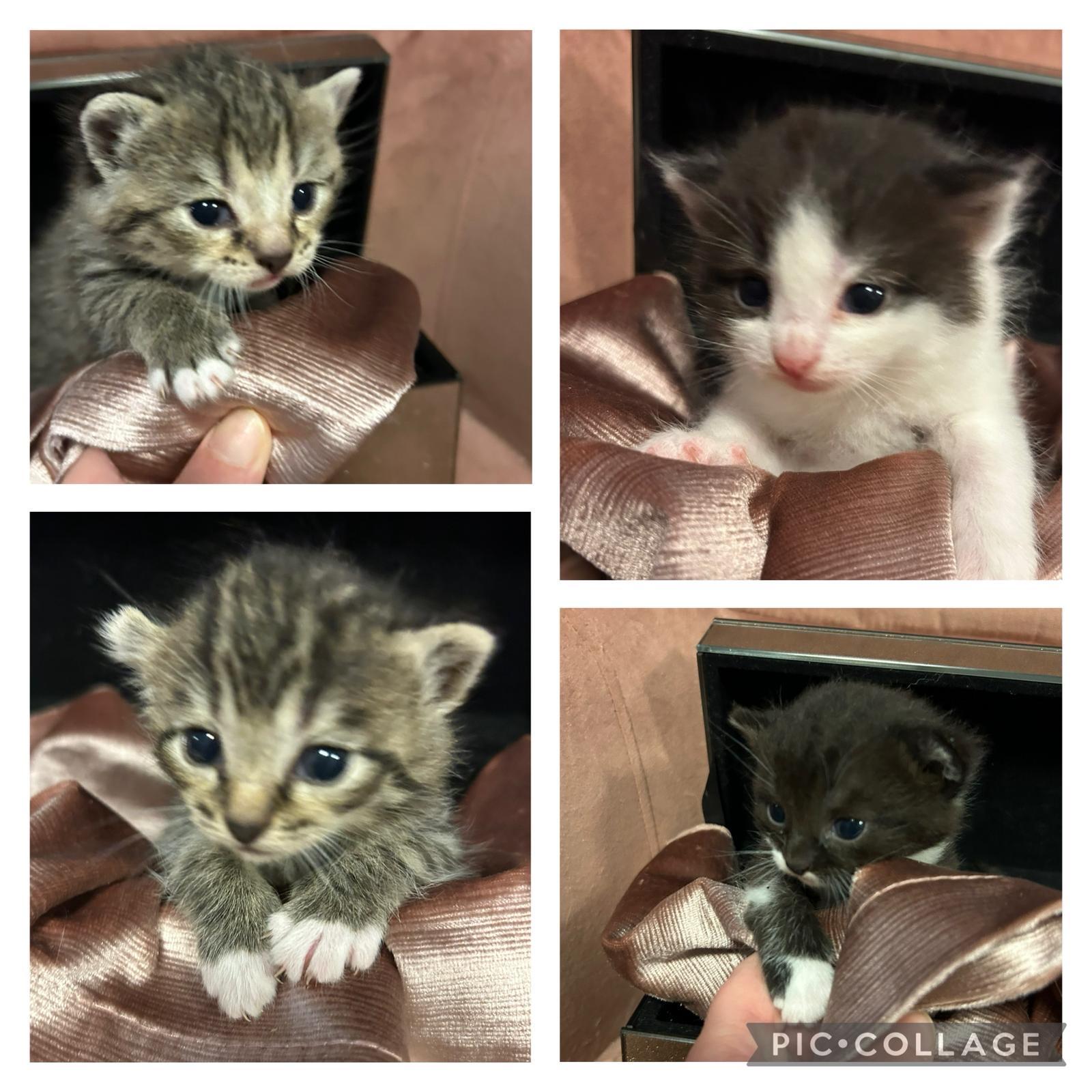 BKH Kitten 4 Stück alles Katzen Abgabe am 13.07 u