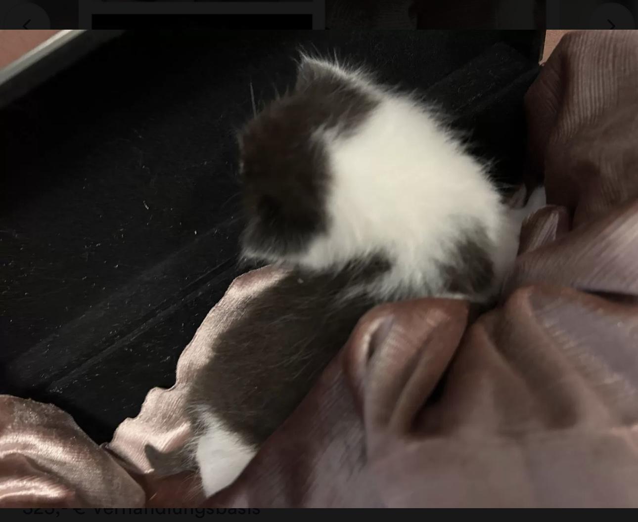 BKH Kitten 4 Stück alles Katzen Abgabe am 13.07 u