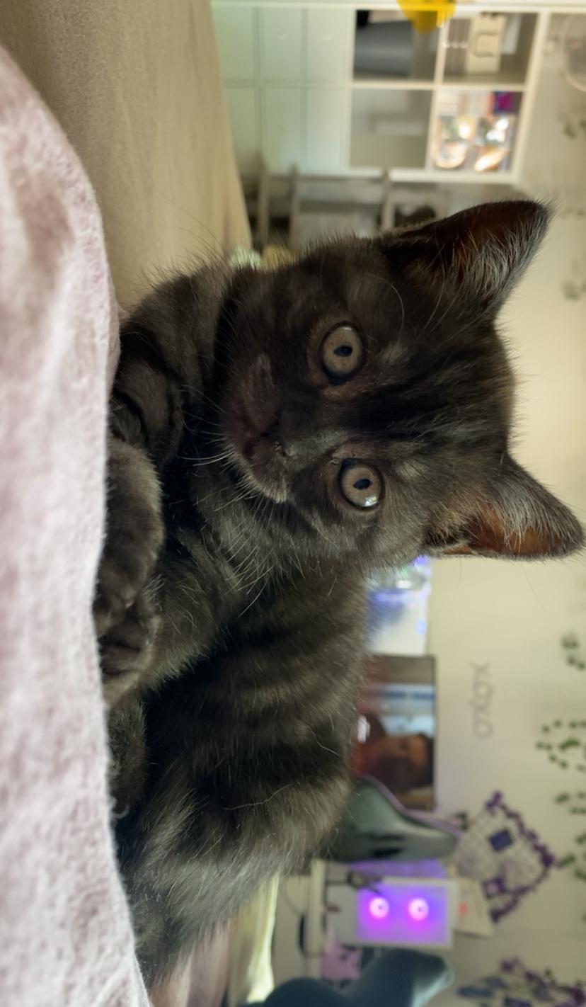 BKH Kitten ab 12 Wochen abgabebereit