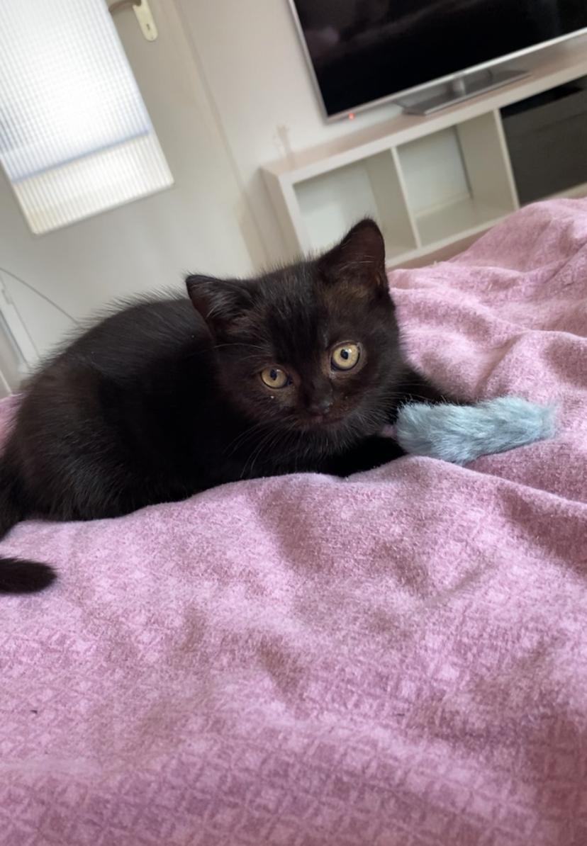 BKH Kitten ab 12 Wochen abgabebereit