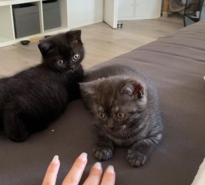 BKH Kitten ab 12 Wochen abgabebereit