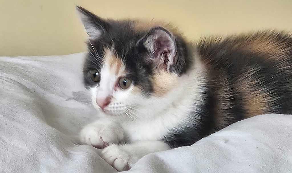 BKH Kitten suchen liebevolles Zuhause ab 12.08.202