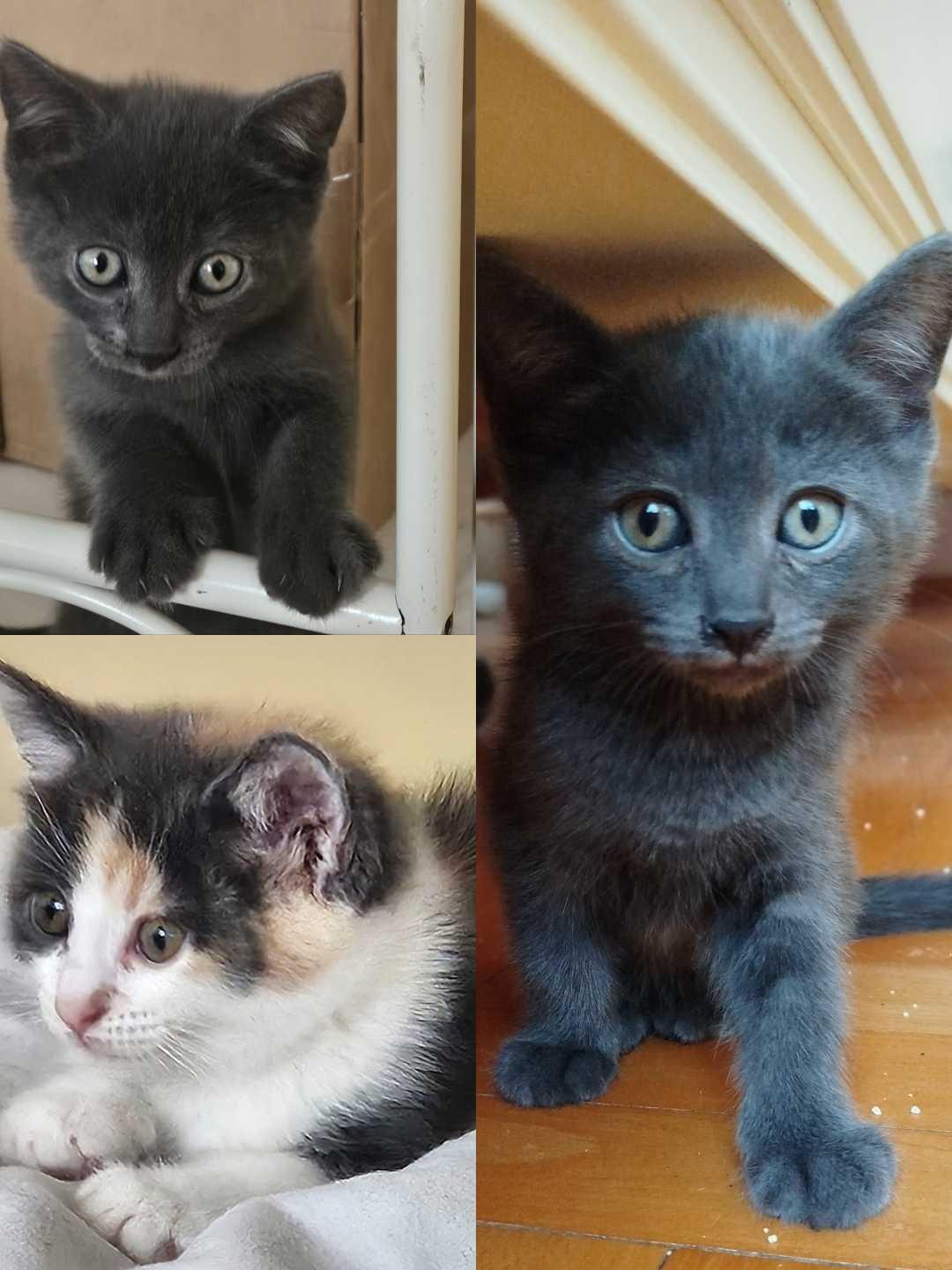 BKH Kitten suchen liebevolles Zuhause ab 12.08.202