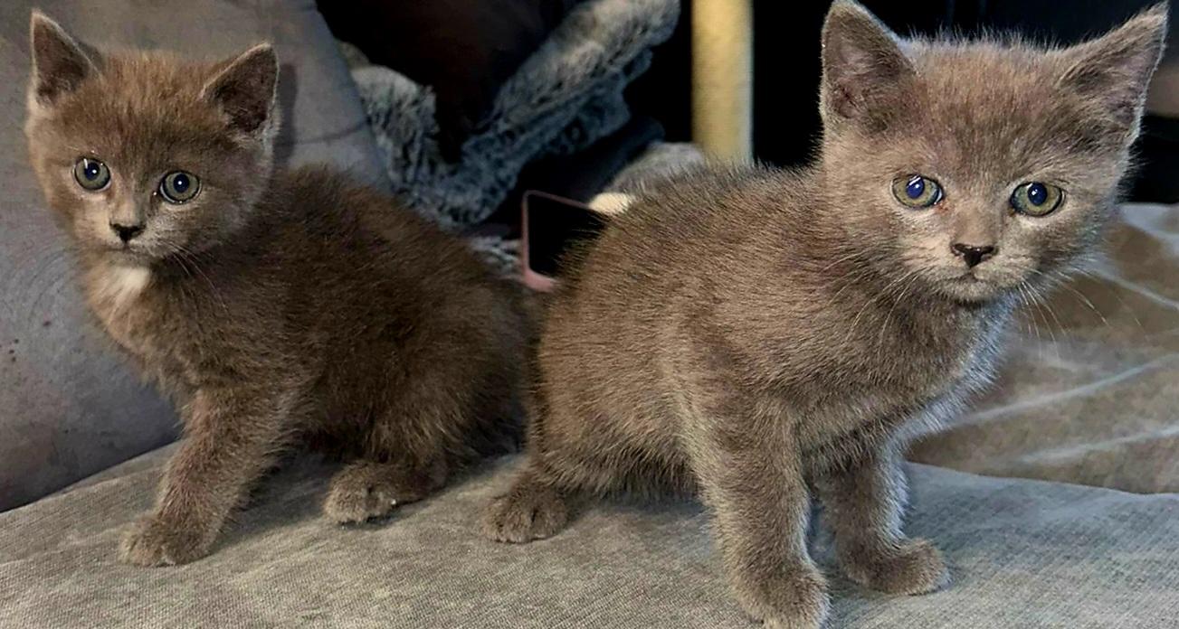 Bkh kitten abzugeben  4 Stück