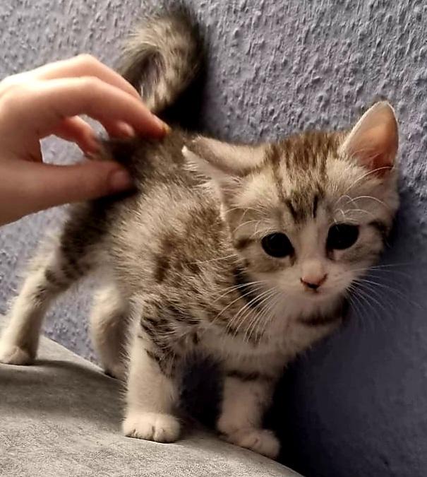 Bkh kitten abzugeben  4 Stück