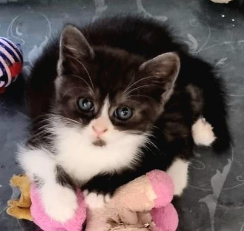 Bkh kitten abzugeben  4 Stück