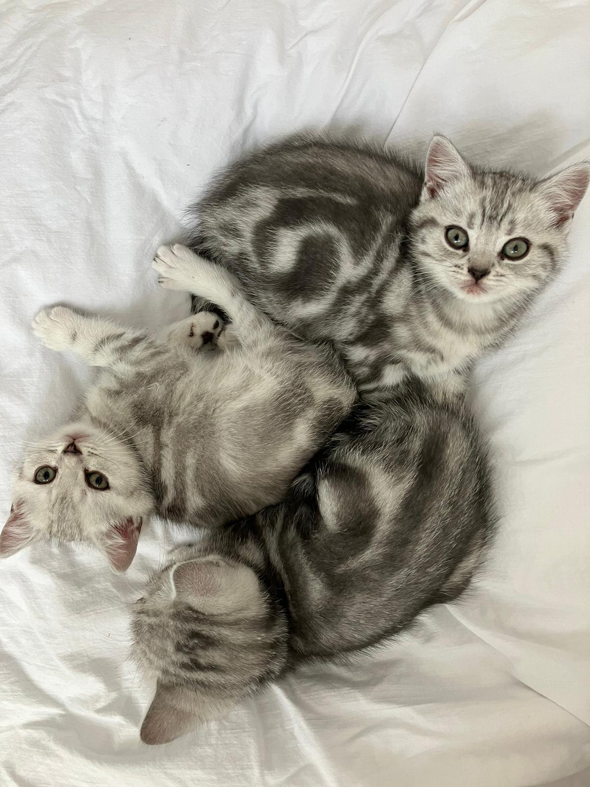 Bkh Kitten Britisch Kurzhaar Black Silver tabby Wh