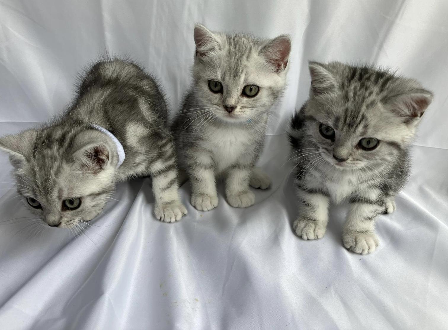 Bkh Kitten Britisch Kurzhaar Black Silver tabby Wh