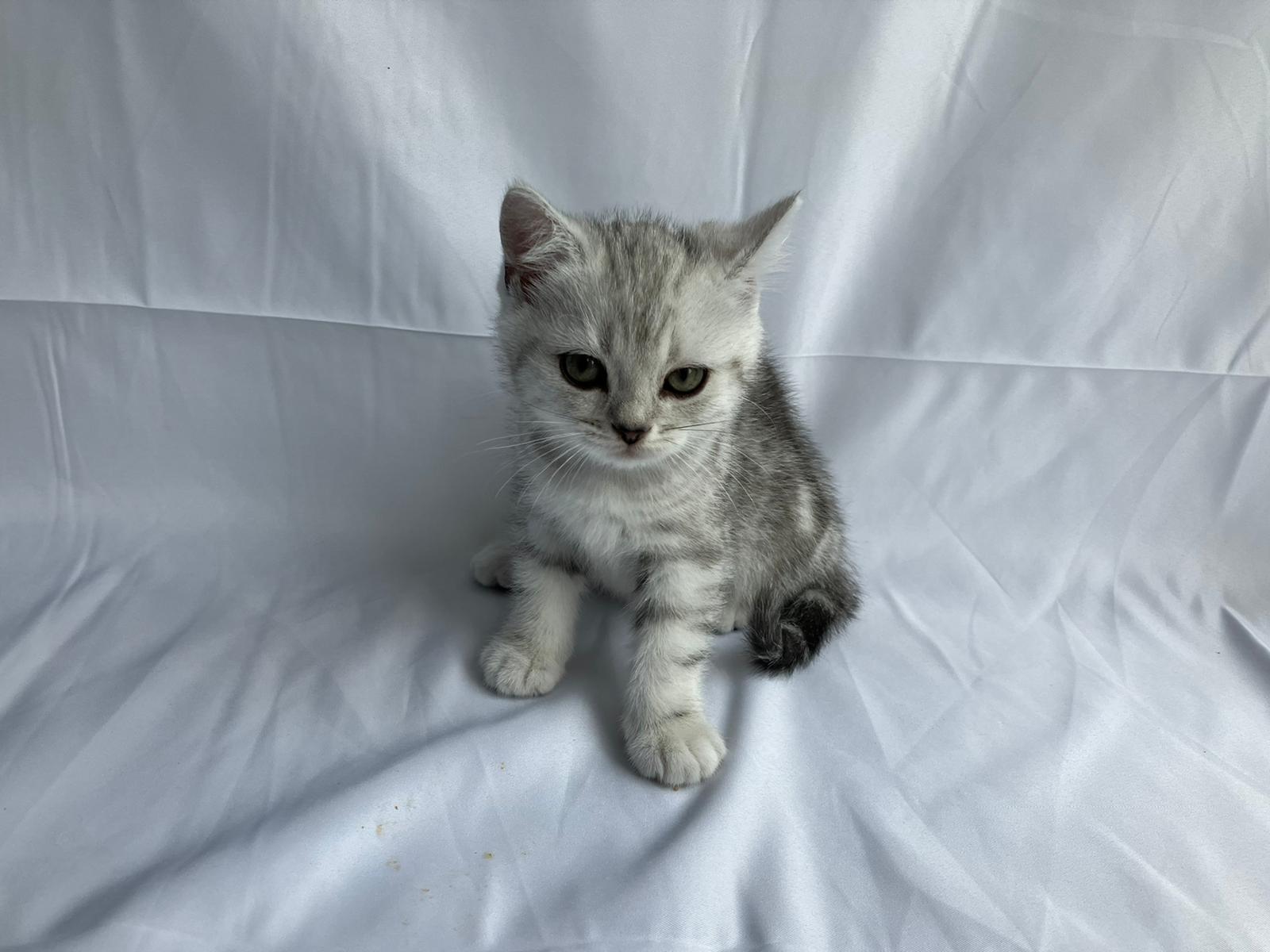 Bkh Kitten Britisch Kurzhaar Black Silver tabby Wh