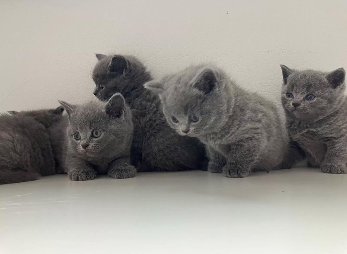 Bkh Kitten Britisch Kurzhaar Blue Point abgabebere