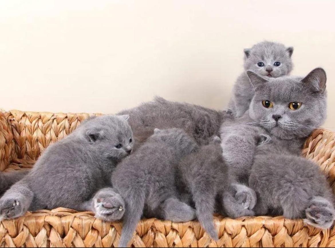 Bkh Kitten Britisch Kurzhaar Blue Point abgabebere