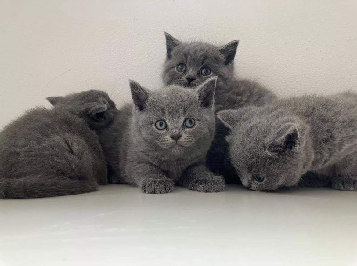 Bkh Kitten Britisch Kurzhaar Blue Point abgabebere
