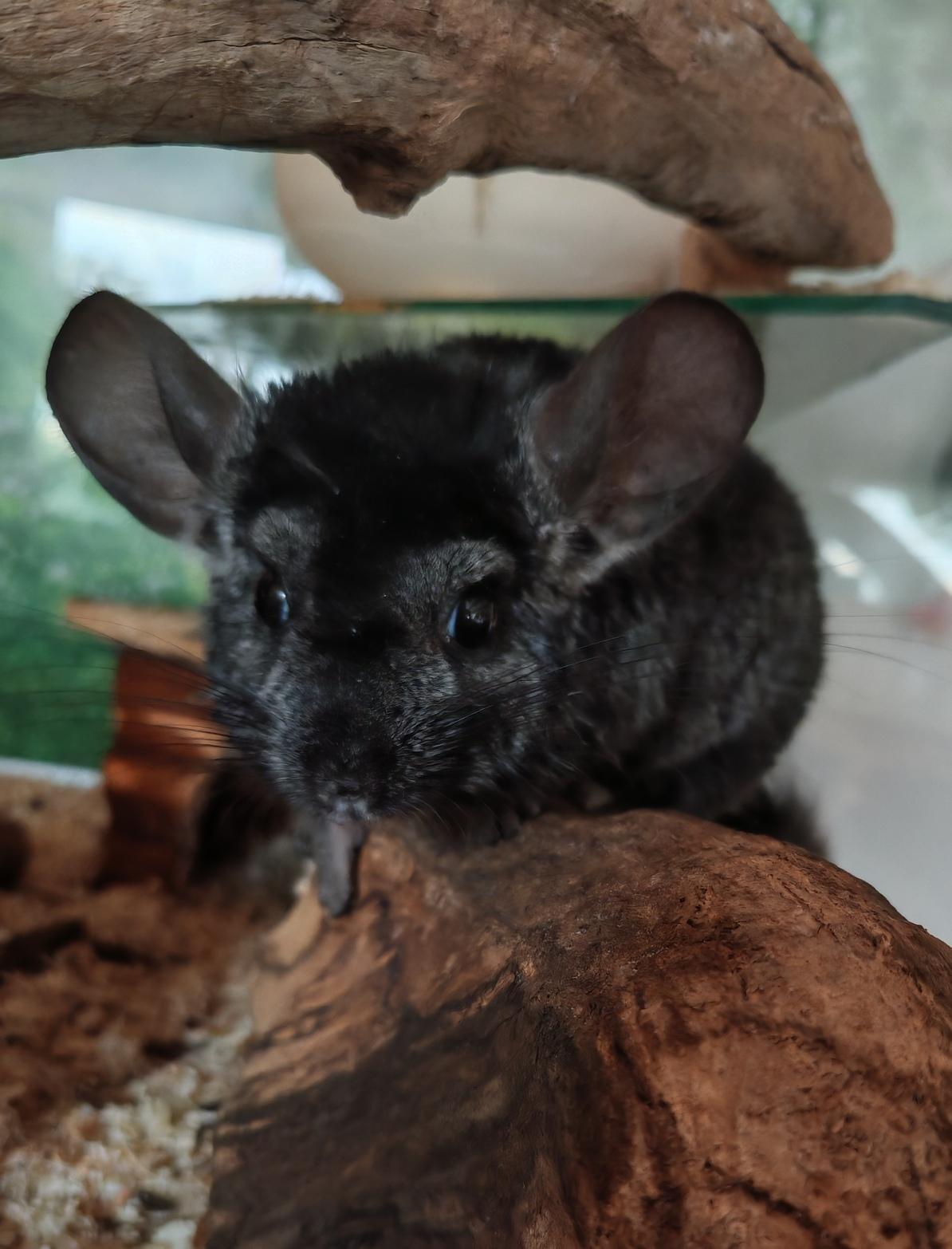 Chinchilla zu vergeben 5j m.