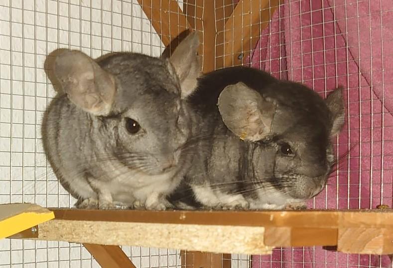 Chinchillas abzugeben