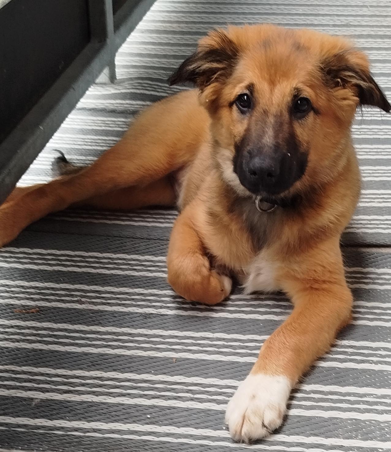 ELO-Mischlingswelpe Rüde abzugeben