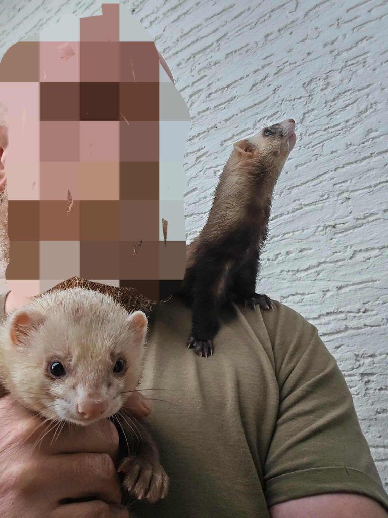 Frettchen zuverkaufen