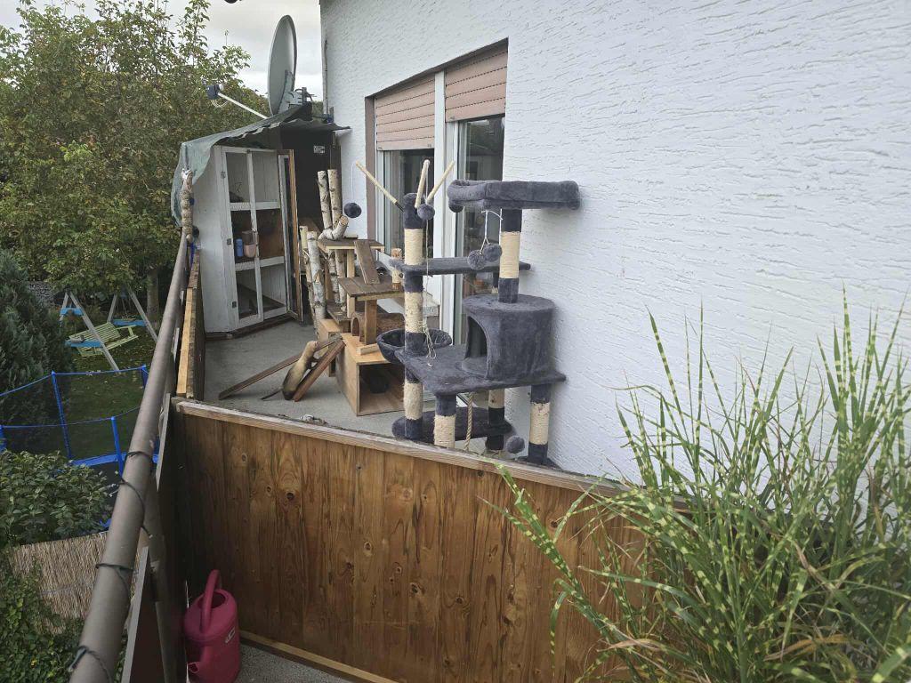 Frettchen zuverkaufen