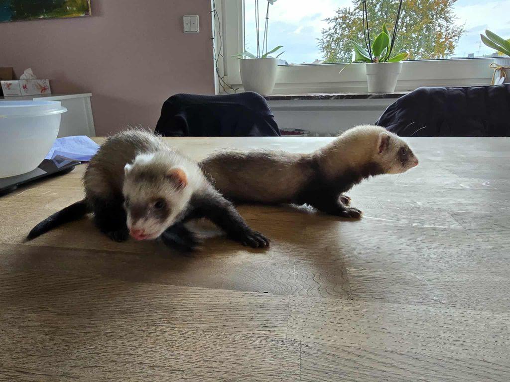 Frettchen zuverkaufen